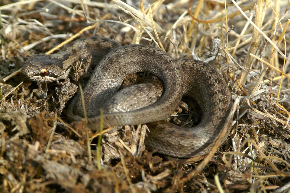 Coronella austriaca del Gargano